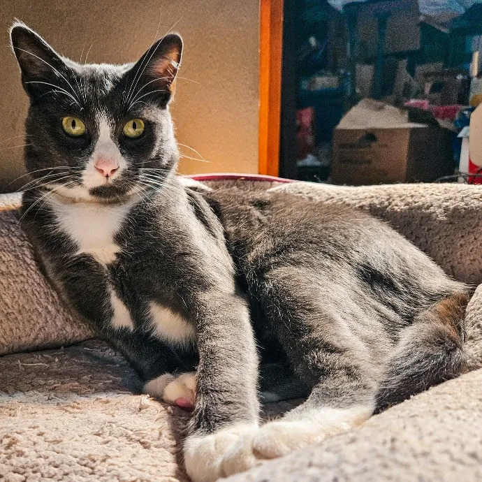 Can I Play With Your Cat - Cat Sitting With Beth photo 2