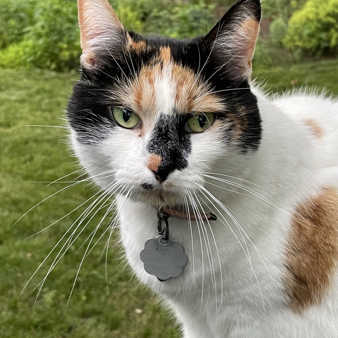 Kathy's Cat Check-In And Sitting photo 3