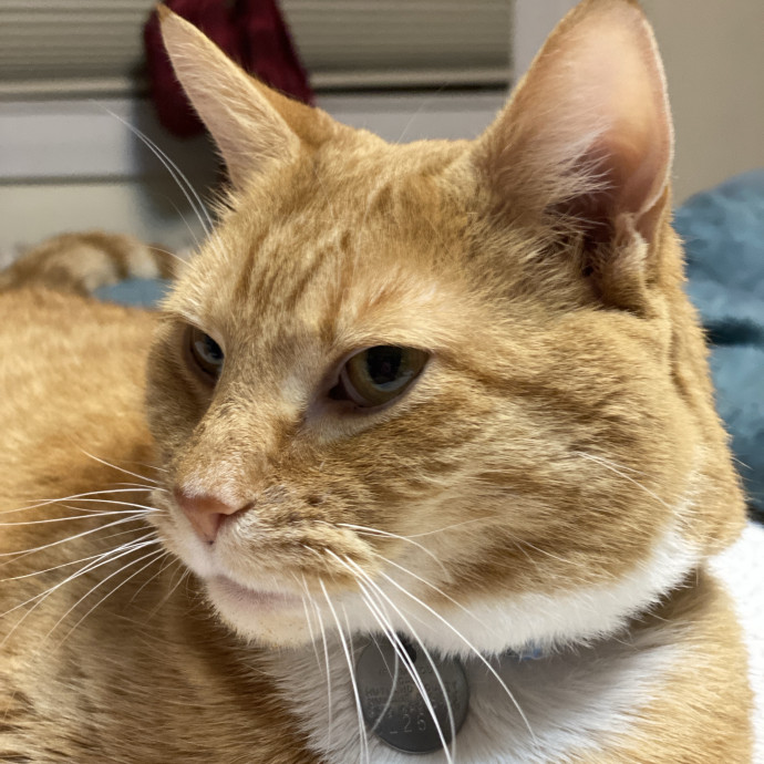 Kathy's Cat Check-In And Sitting photo 2