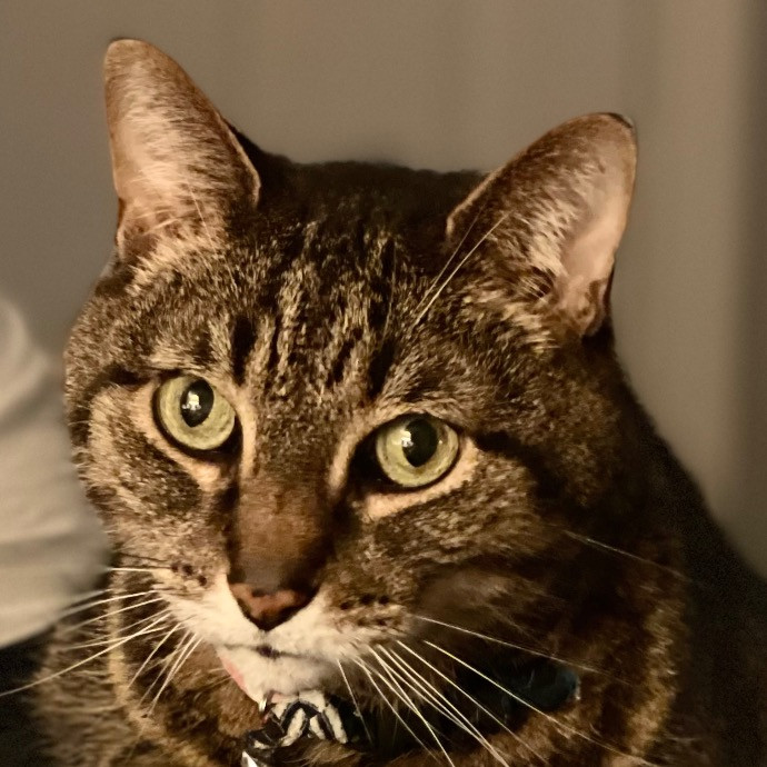 Wonderful Whiskers