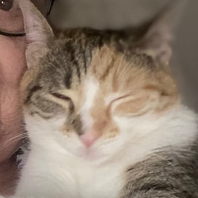 Wonderful Whiskers