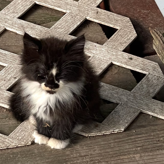Wonderful Whiskers
