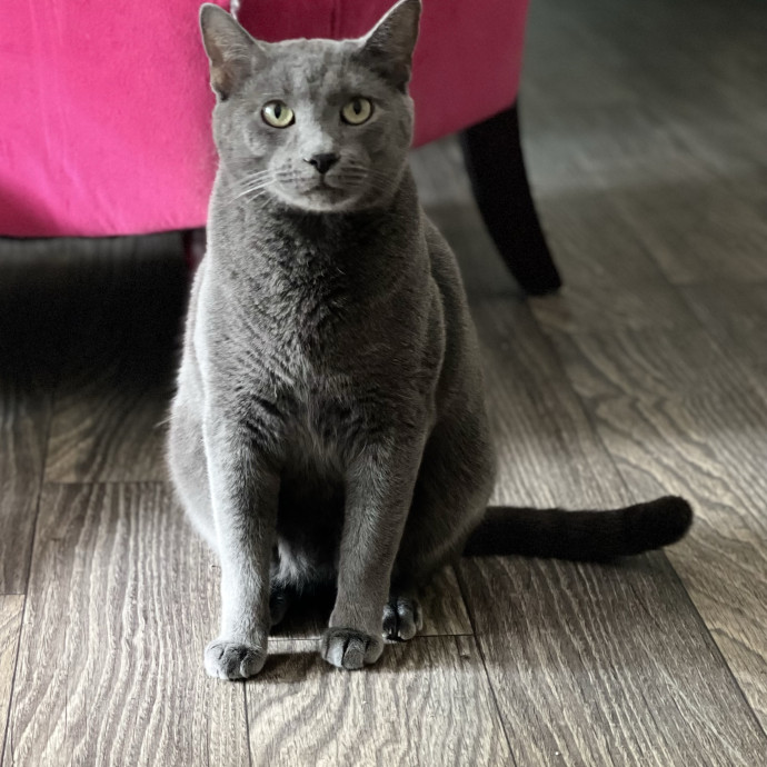 Wonderful Whiskers