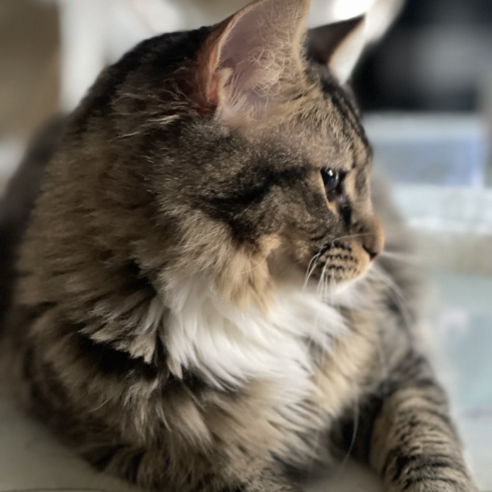 Wonderful Whiskers