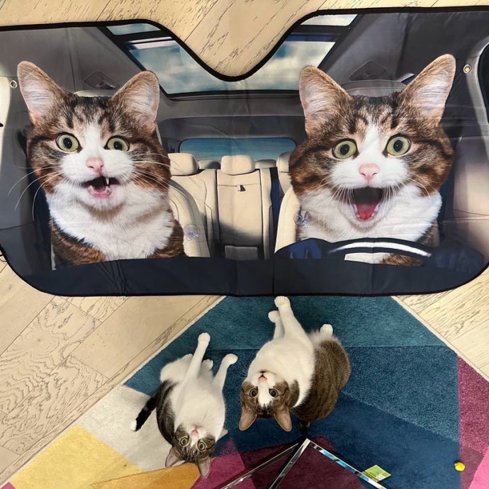 Cat Lover To Spoil Your Little Ones