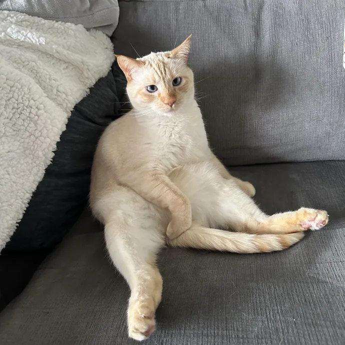 Wendi's Purrfect
