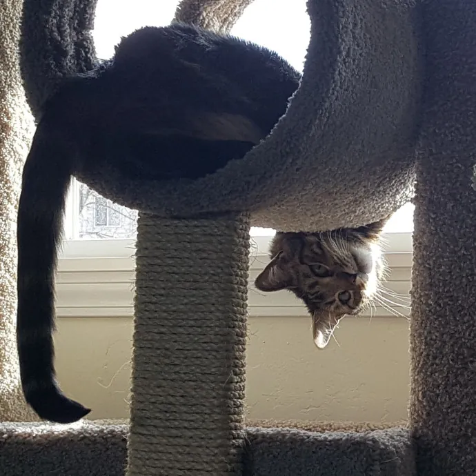 Wendi's Purrfect