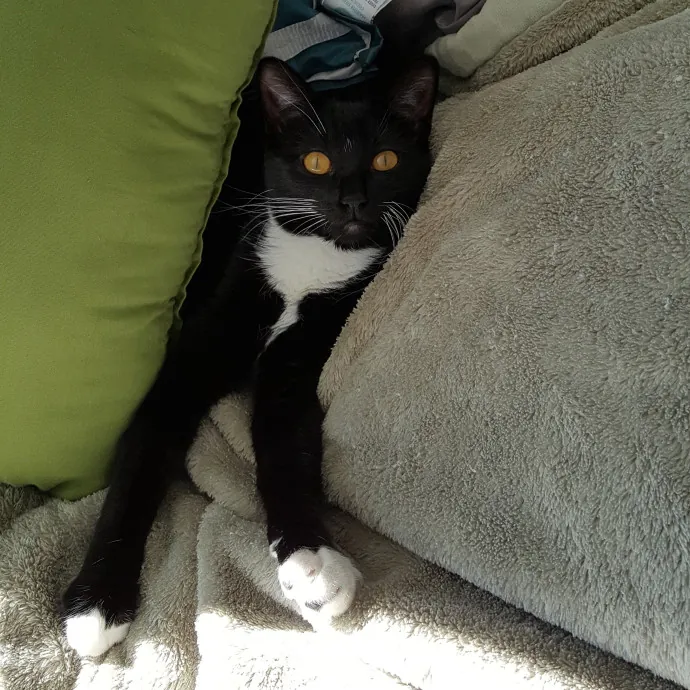 Wendi's Purrfect