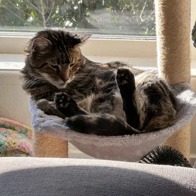 Wendi's Purrfect