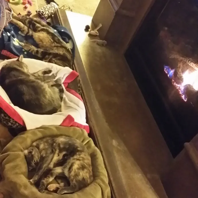 Wendi's Purrfect