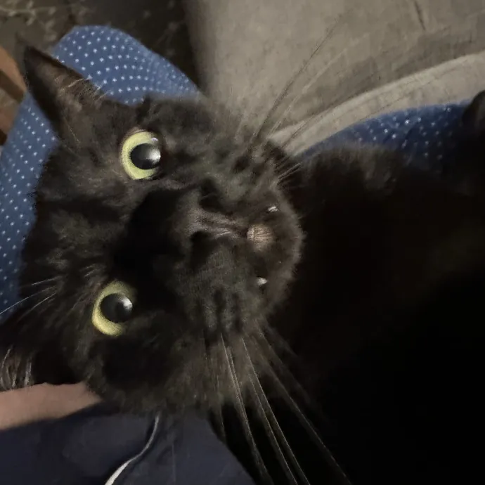 Wendi's Purrfect