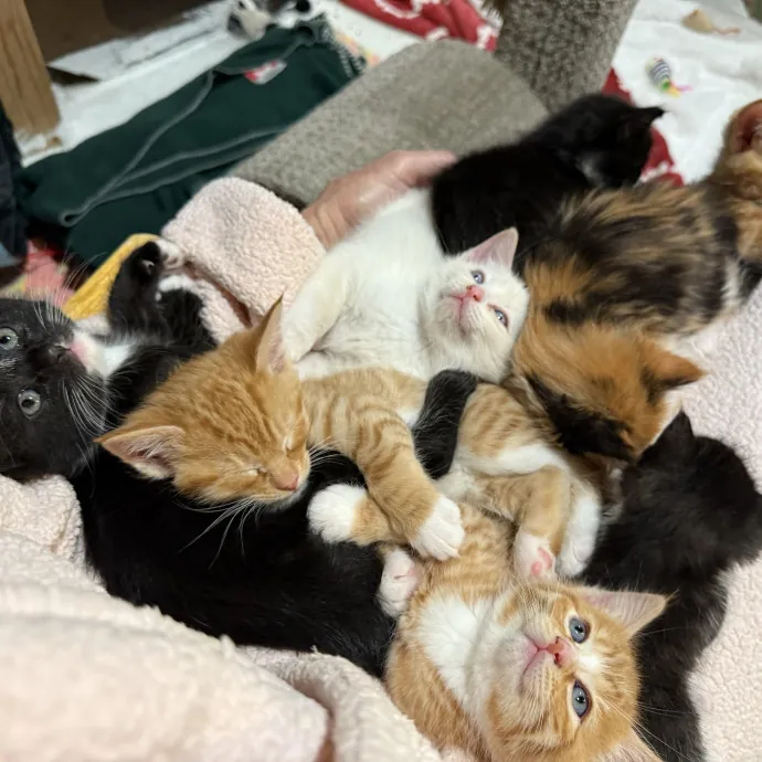 Wendi's Purrfect