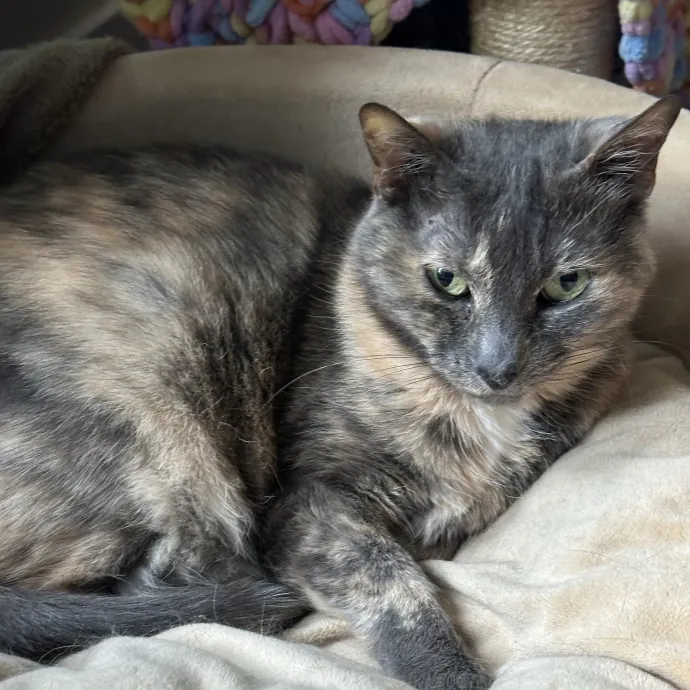 Wendi's Purrfect