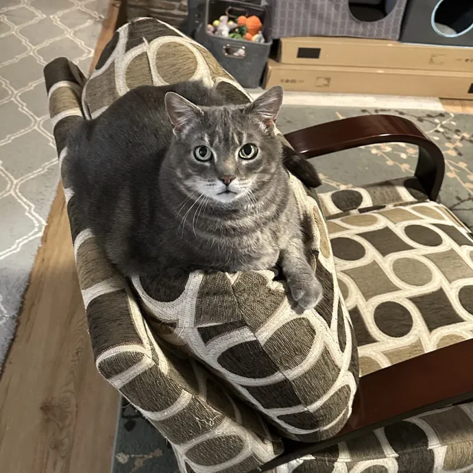 Wendi's Purrfect