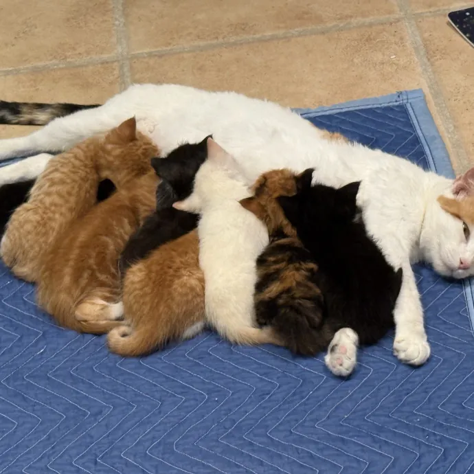 Wendi's Purrfect