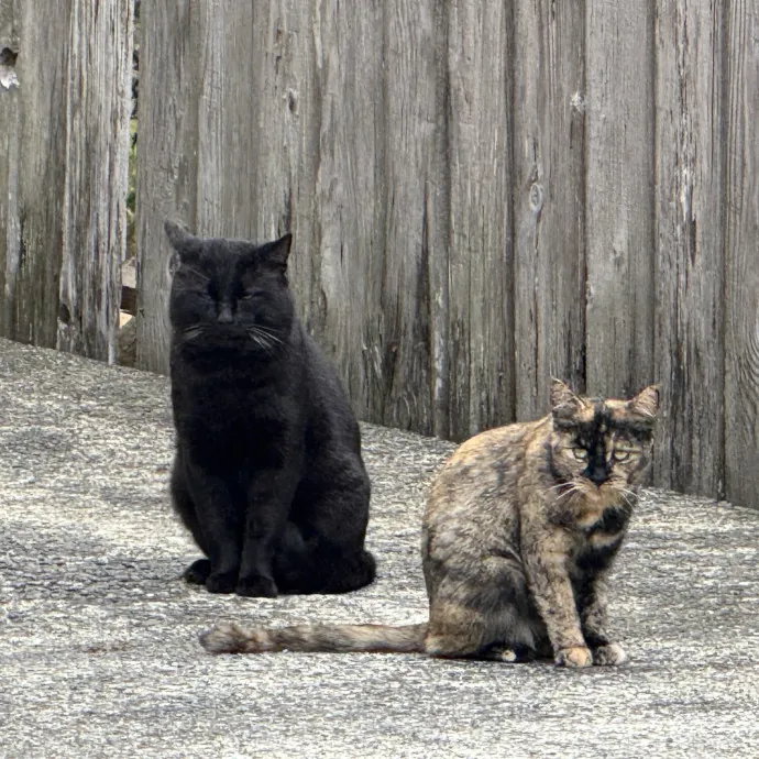 Wendi's Purrfect