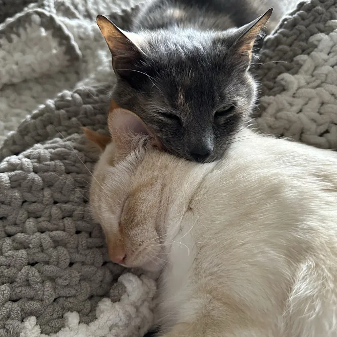Wendi's Purrfect