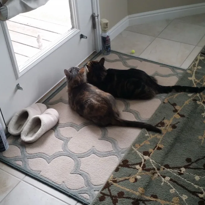 Wendi's Purrfect