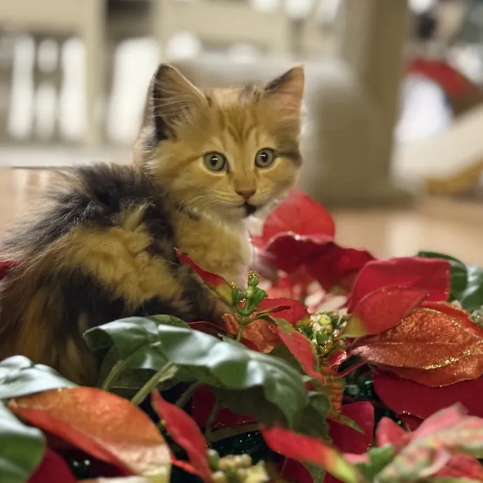 Wendi's Purrfect