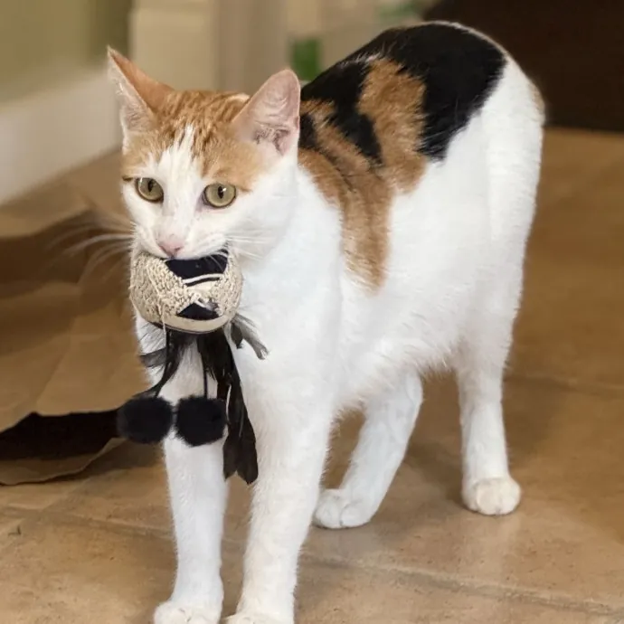 Wendi's Purrfect