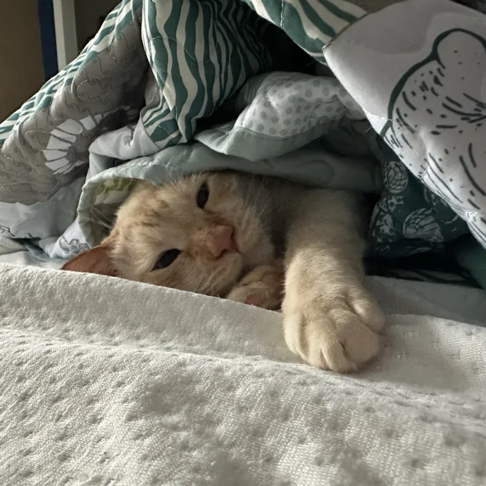 Wendi's Purrfect