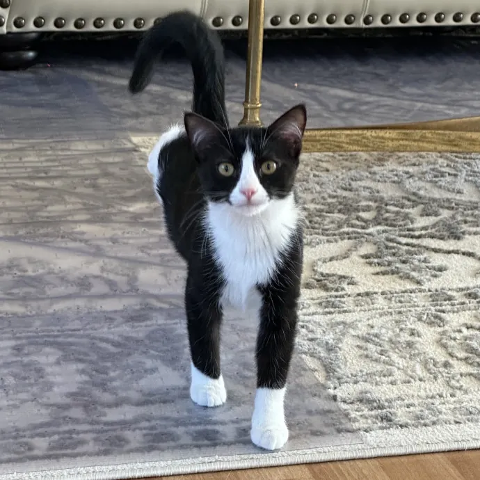 Wendi's Purrfect