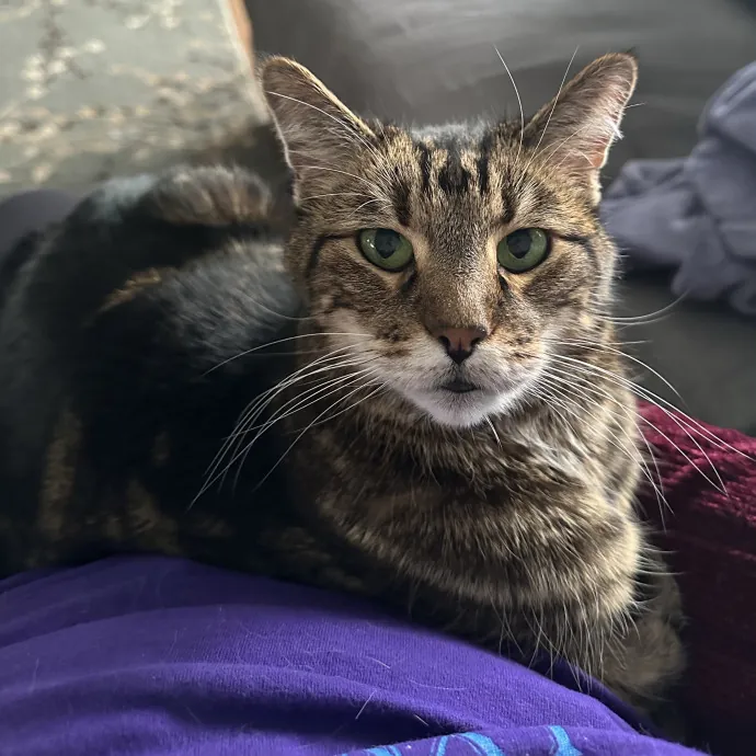 Wendi's Purrfect photo 4