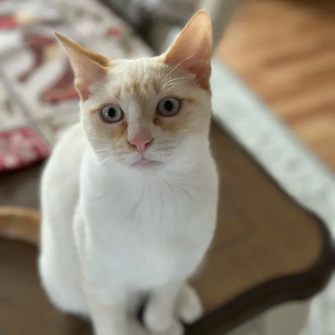 Wendi's Purrfect photo 3