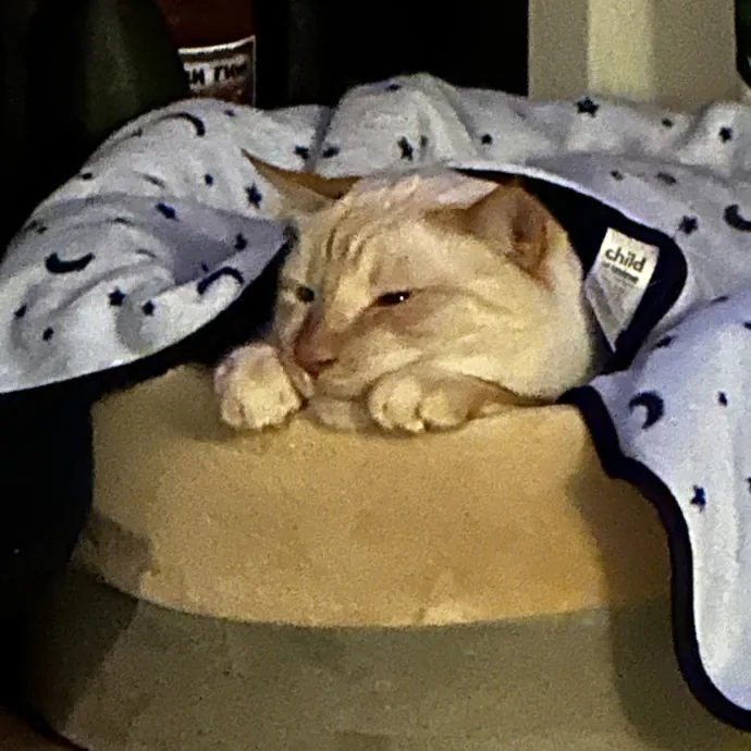 Wendi's Purrfect photo 2