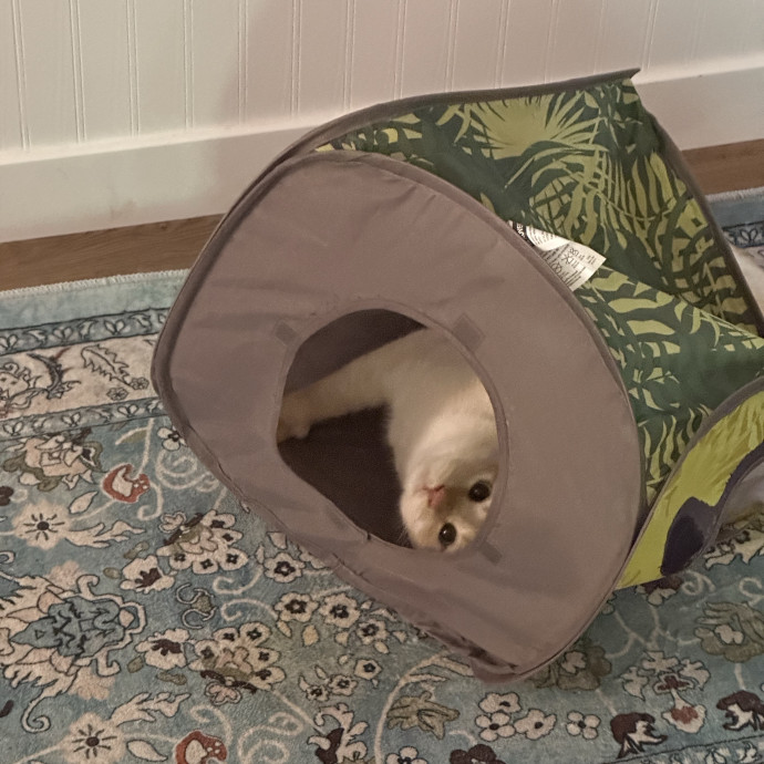 Wendi's Purrfect