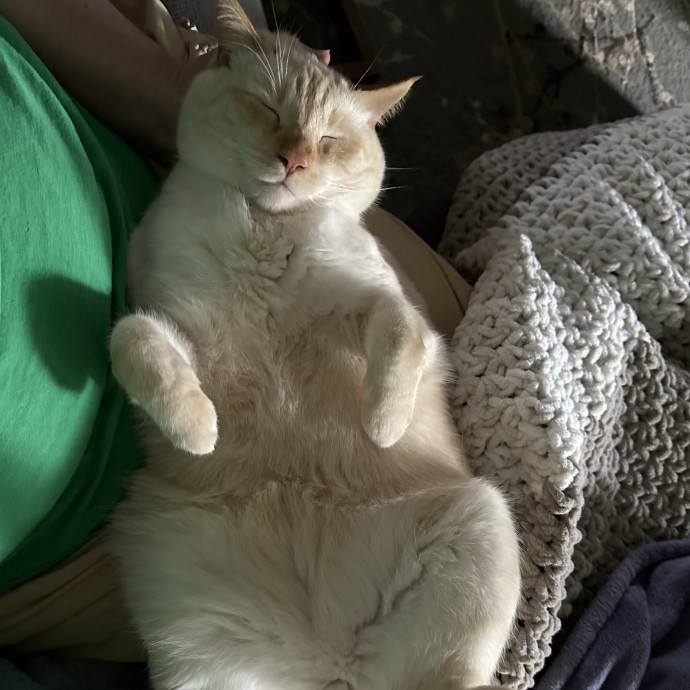Wendi's Purrfect
