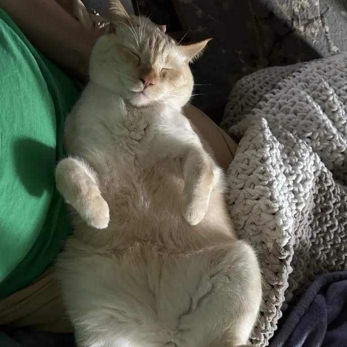Wendi's Purrfect