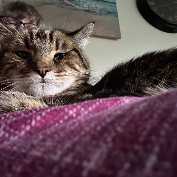 Wendi's Purrfect