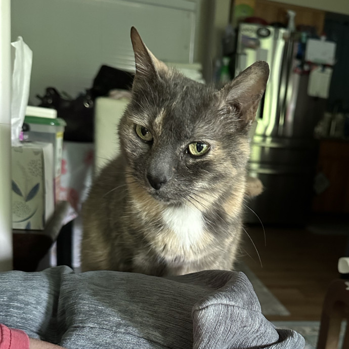 Wendi's Purrfect