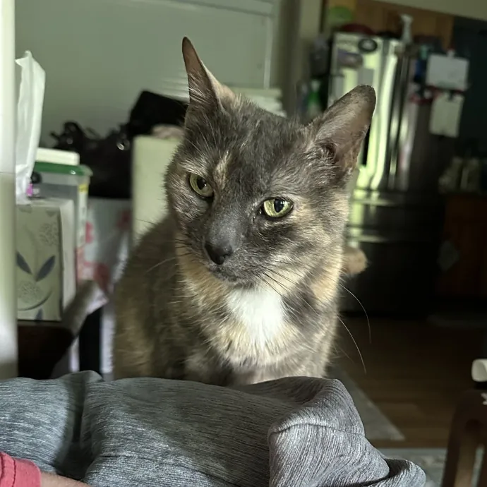 Wendi's Purrfect