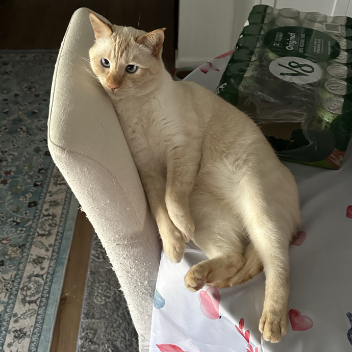 Wendi's Purrfect