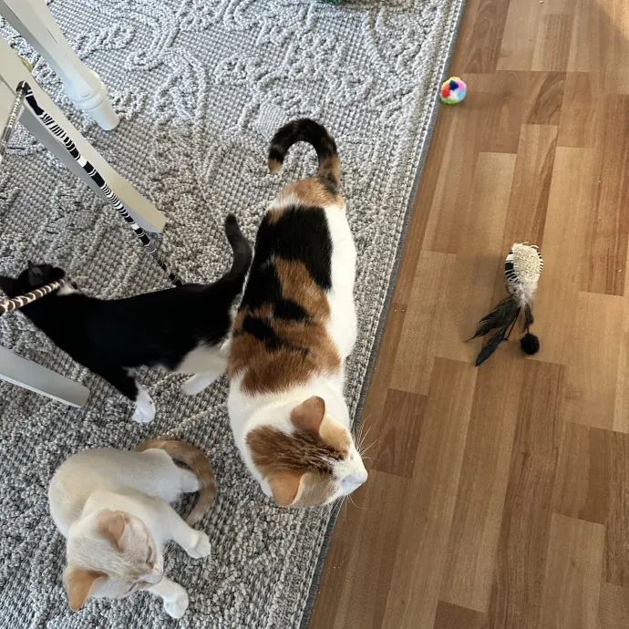 Wendi's Purrfect