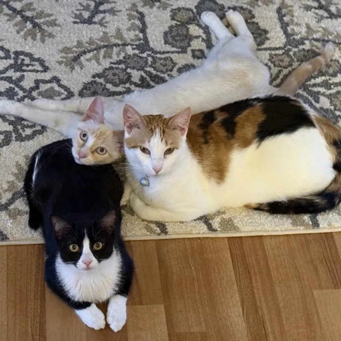 Wendi's Purrfect photo 4