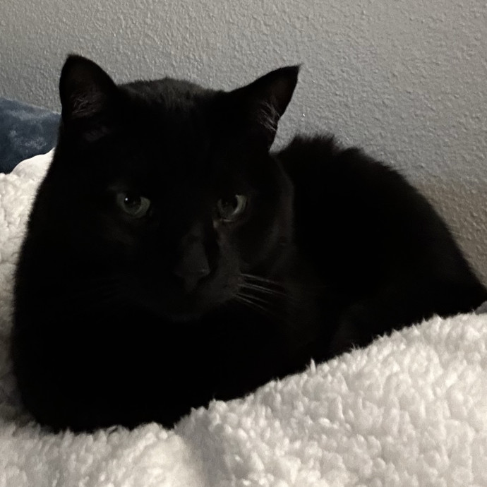 Wendi's Purrfect photo 3