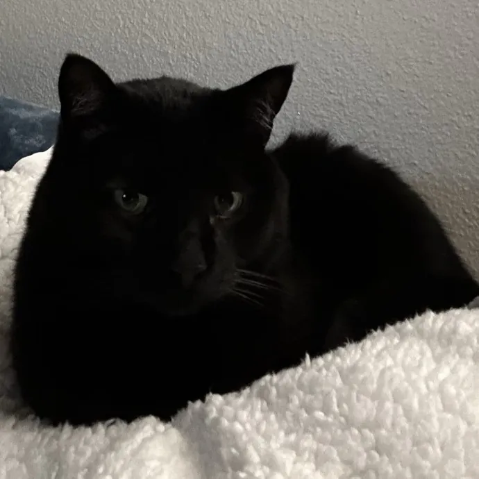 Wendi's Purrfect photo 3