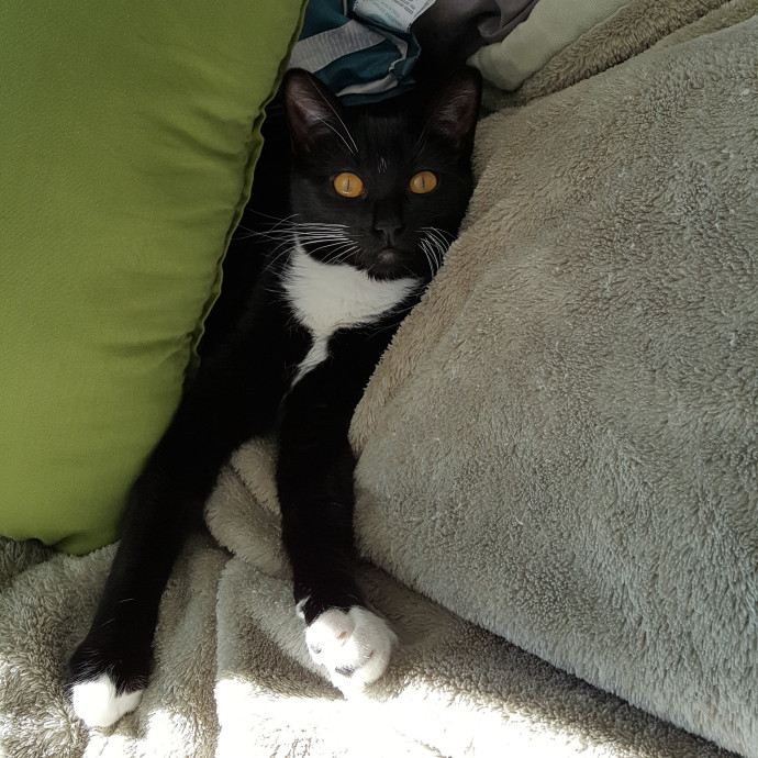 Wendi's Purrfect photo 2