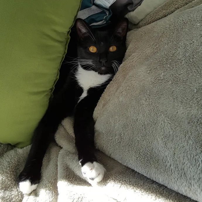Wendi's Purrfect photo 2