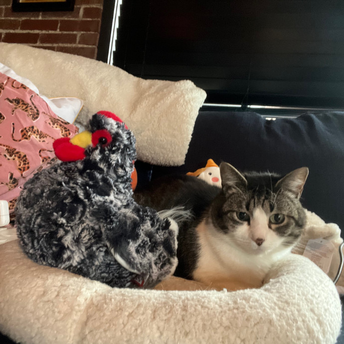 Emily Loves Kats In Atx Area Catmom
