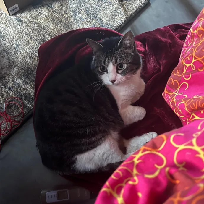 Emily Loves Kats In Stl Area Catmom photo 2