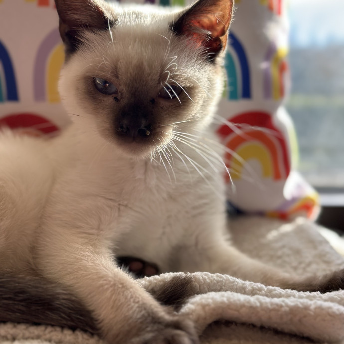 Emily Loves Kats In Atx Area Catmom