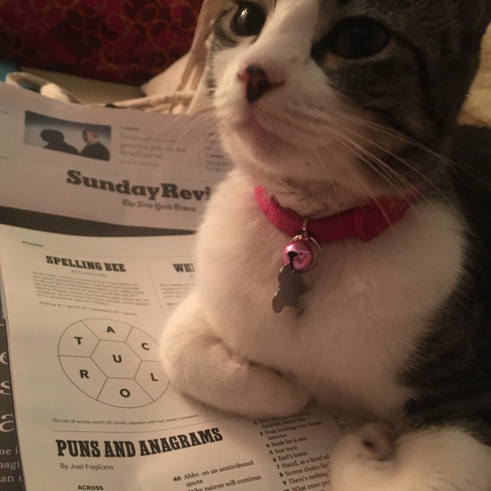 Emily Loves Kats In Atx Area Catmom