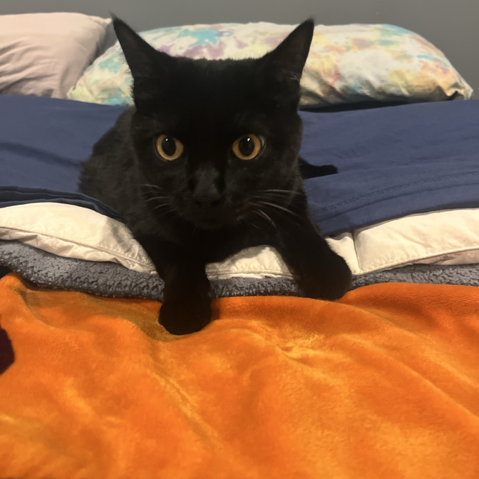Emily Loves Kats In Atx Area Catmom