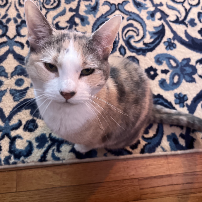 Emily Loves Kats In Atx Area Catmom