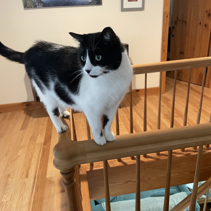 Emily Loves Kats In Atx Area Catmom