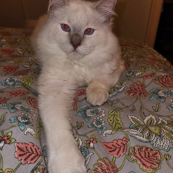 Emily Loves Kats In Atx Area Catmom